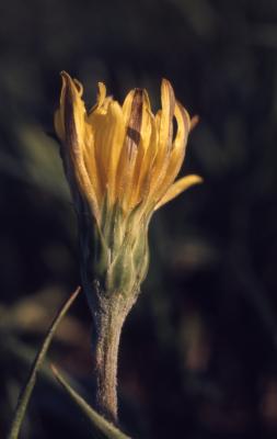 Agoseris glauca (Pursh) Raf. (pale agoseris) , flower