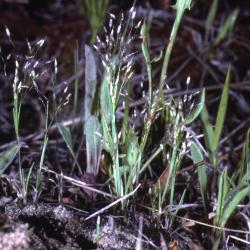 Aira caryophyllea L. (silver hairgrass), habit