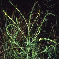 Agrimonia parviflora Aiton (Swamp Agrimony), habit
