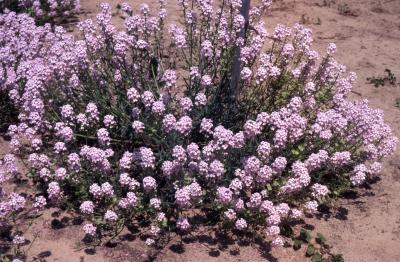 Aethionema grandiflorum Boiss. & Hohen. (Persian stonecress), habit