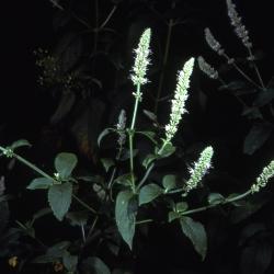 Agastache scrophulariifolia (Willd.) Kuntze (purple giant-hyssop), habit