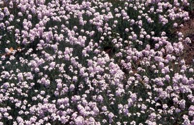 Aethionema pulchellum Boiss. & Huet ex Boiss. (showy stone cress), flowers
