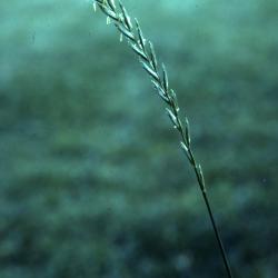 Agropyron repens (L.) Beauv. (quickgrass), stem
