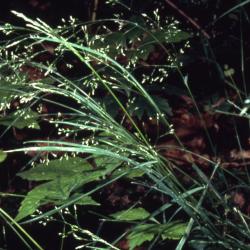 Agrostis perennans (Walter) Tuck. (upland bentgrass), foliage