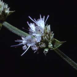 Agastache scrophulariifolia (Willd.) Kuntze (purple giant-hyssop), stem, flower