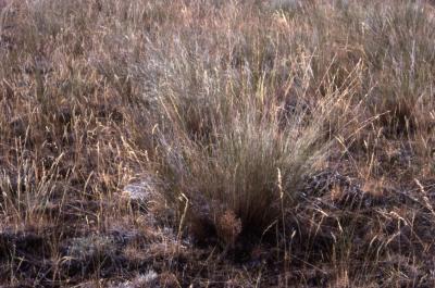 Agropyron inerme (Scribn. &amp; J. G. Sm. ) Rydb. (beardless wheatgrass), habit