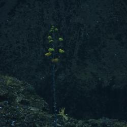 Agave palmeri Engelm. (Palmer's century plant), habit