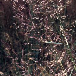 Agrostis alba L. (redtop), habitat