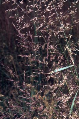 Agrostis alba L. (redtop), spikelet