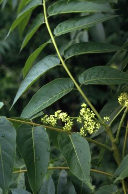 Ailanthus altissima (Mill.) Swingle (tree of heaven), leaves, flowers
