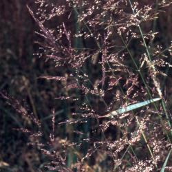 Agrostis alba L. (redtop), spikelet