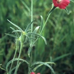 Agrostemma githago L. (common corncockle), flower, stem