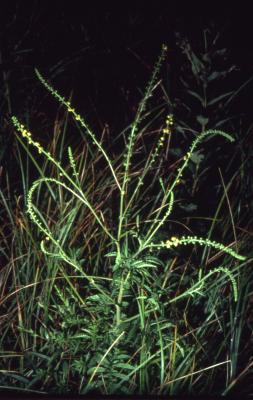 Agrimonia parviflora Aiton (Swamp Agrimony), habit
