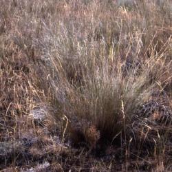 Agropyron inerme (Scribn. &amp; J. G. Sm. ) Rydb. (beardless wheatgrass), habit