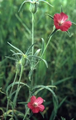 Agrostemma githago L. (common corncockle), flower, stem