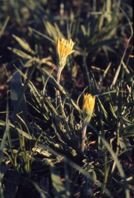 Agoseris glauca (Pursh) Raf. (pale agoseris), flowers