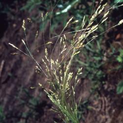 Agrostis hyemalis (Walter) Britton, Sterns &amp; Poggenb. (winter bentgrass), spikelet
