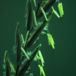 Agropyron repens (L.) Beauv. (quickgrass), flowered spikelet