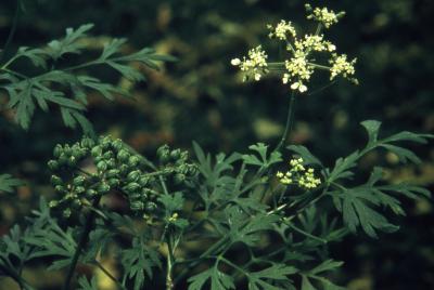 Aethusa cynapium L. (fool's parsley), flowers and leaves