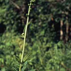 Agrimonia gryposepala (tall agrimony), stem