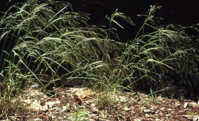 Agrostis scabra Willd. (rough bentgrass), foliage