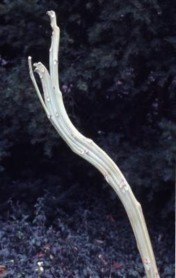 Ailanthus altissima (Mill.) Swingle (tree of heaven), fasciation
