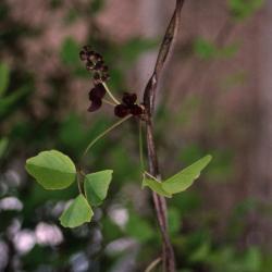 Akebia trifoliata (Thunb.) Koidz. (three-leaved akebia), close-up of stem, leaves and flowers