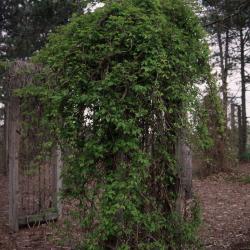 Akebia trifoliata (Thunb.) Koidz. (three-leaved akebia), habit