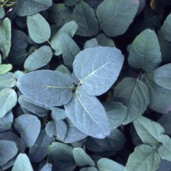 Akebia trifoliata (Thunb.) Koidz. (three-leaved akebia); close-up of leaves and stems