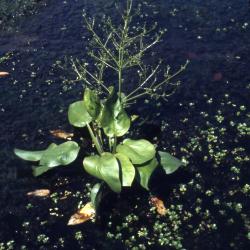 Alisma subcordatum Raf. (common water-plantain), flowers, leaves, and habit
