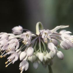 Allium cernuum Roth. (nodding wild onion), flowers in an umbel
