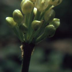 Allium tricoccum var. burdickii Hanes (narrowleaf wild leek), inflorescence in early bloom