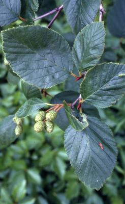 Alnus viridis var. crispa (Aiton) Turrill (American green alder), leaves and developing fruits 
