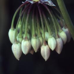 Allium cernuum Roth. (nodding wild onion), close-up of buds
