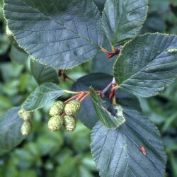 Alnus viridis var. crispa (Aiton) Turrill (American green alder), leaves and developing fruits 
