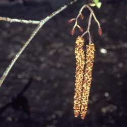 Alnus glutinosa (L.) Gaertn. (European black alder), catkins and twigs 
