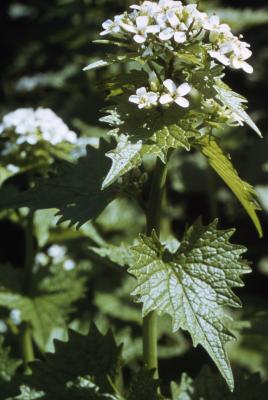 Alliaria petiolata (Bieb.) Cavara & Grande (garlic-mustard), flowers and leaves 
