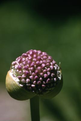 Allium L., buds