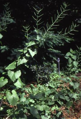 Alliaria petiolata (Bieb.) Cavara & Grande (garlic-mustard), leaves and fruits forming 
