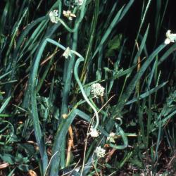 Allium fistulosum L. (welsh onion), flowers and leaves 