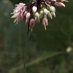Allium cernuum Roth. (nodding wild onion), close-up of flowers 
