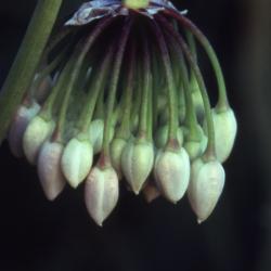 Allium cernuum Roth. (nodding wild onion), flower buds