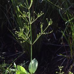 Alisma subcordatum Raf. (common water-plantain), flowers and leaves 