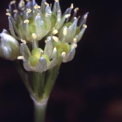 Allium tricoccum var. burdickii Hanes (narrowleaf wild leek), close-up of inflorescence 