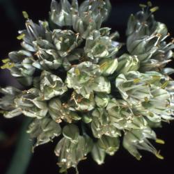 Allium fistulosum L. (welsh onion), close-up of flowers