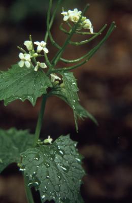 Alliaria petiolata (Bieb.) Cavara & Grande (garlic-mustard), flowers and leaves 
