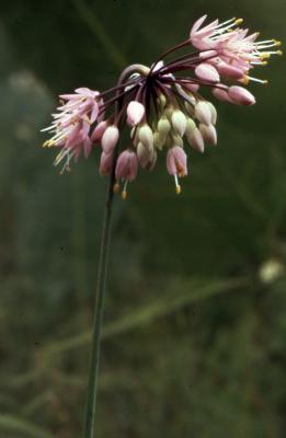 Allium cernuum Roth. (nodding wild onion), close-up of flowers 