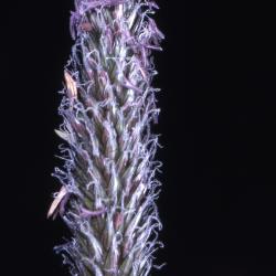 Alopecurus pratensis L. (meadow foxtail), flower stalk