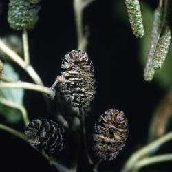 Alnus glutinosa (L.) Gaertn. (European black alder), close-up of fruits
