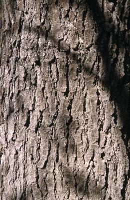 Alnus glutinosa (L.) Gaertn. (European black alder), bark

